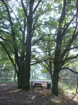 De Peel : NSG Mariapeel, Picknickplatz